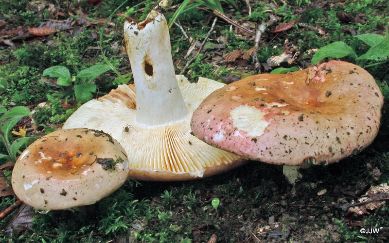 Russula faginea